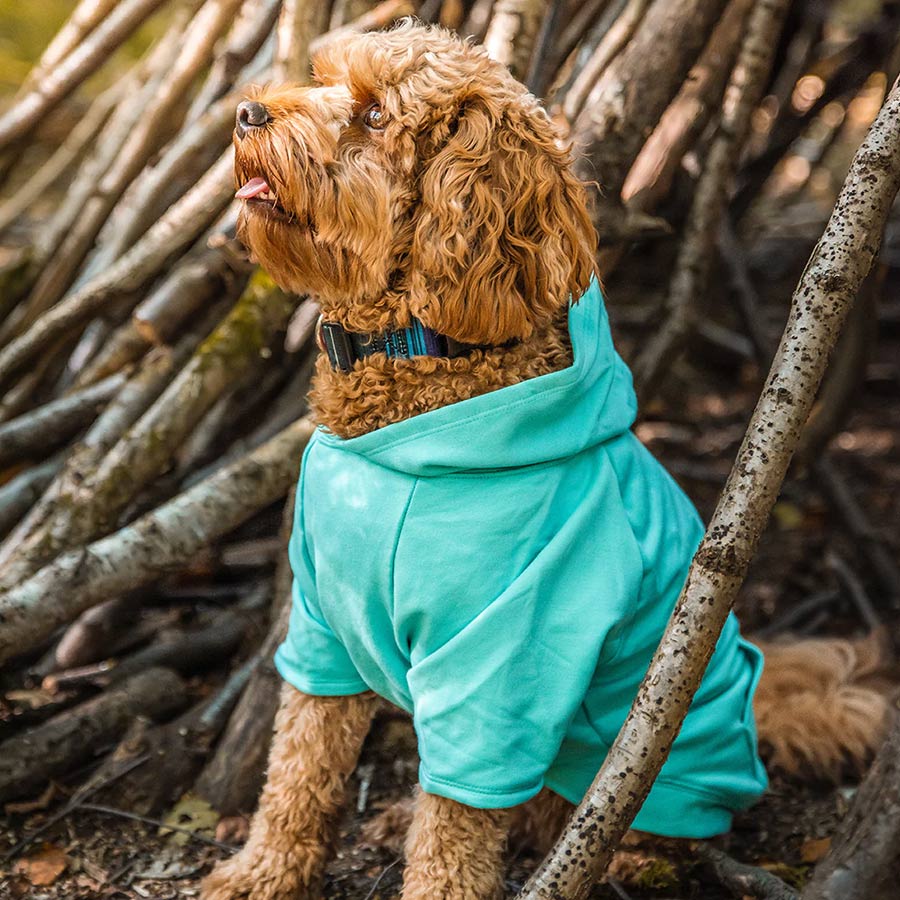 Should dogs wear clothes? Saffron Pawtique