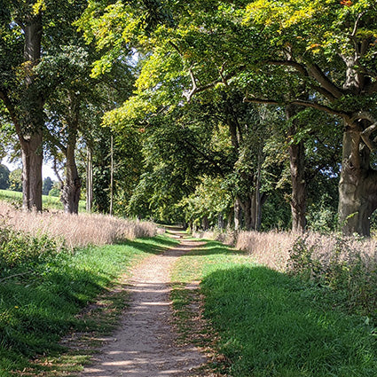 woodland walk