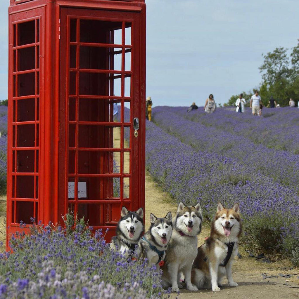 Pomsky dogs in lavennder field