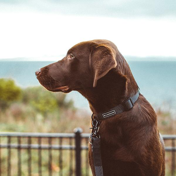 Stylish and Functional: Puppy Collar Designs for Every Personality