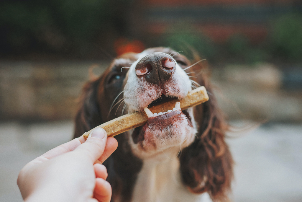 Healthy and Tasty Dog Treats to Spoil Your Pup this Spring