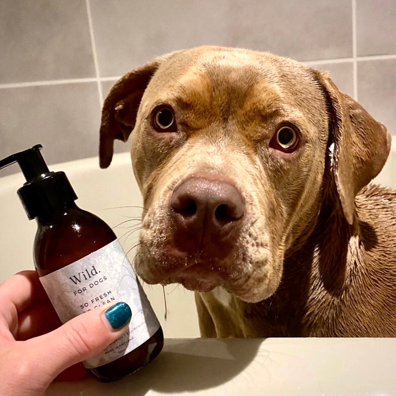 American bulldog with Wild For Dogs Shampoo