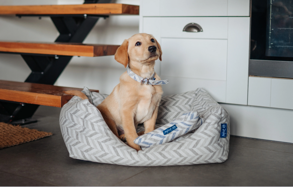 5 Products That Will Make You The Best Dog Parents