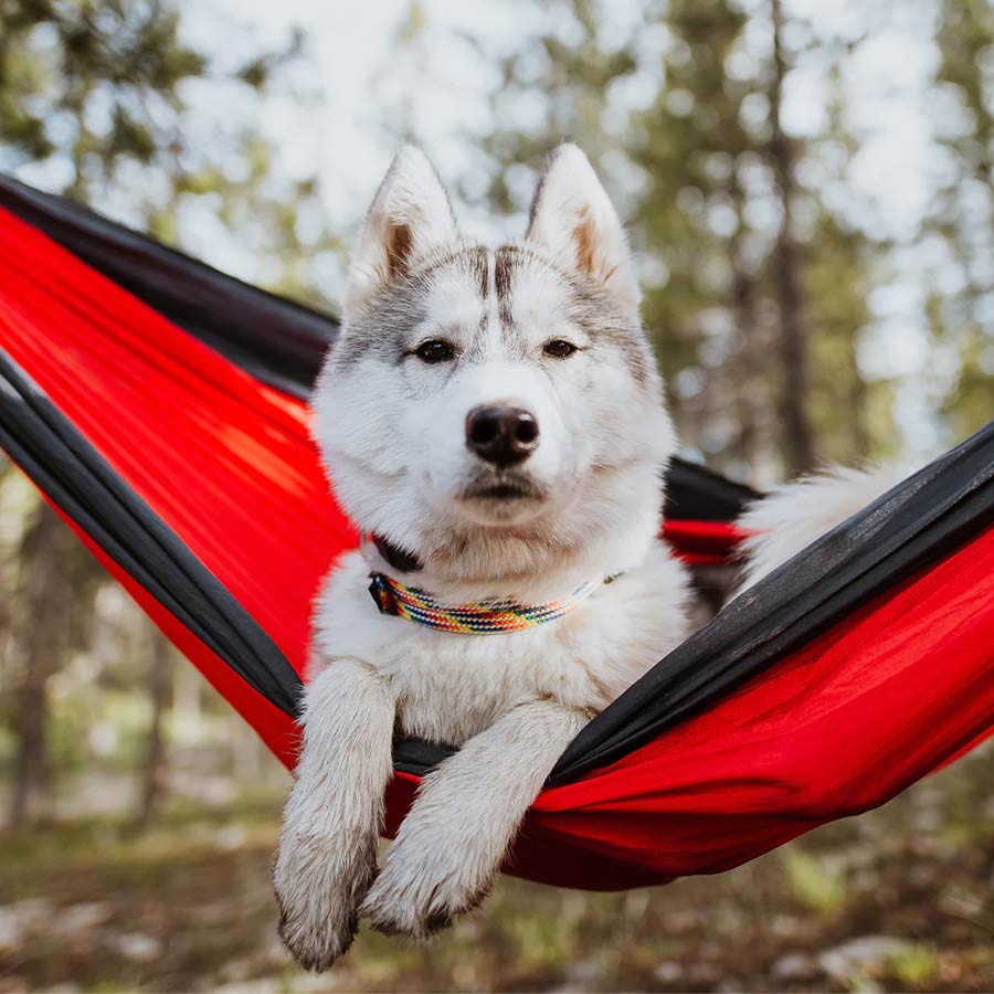 Best of: Wilderdog Gear for Dogs