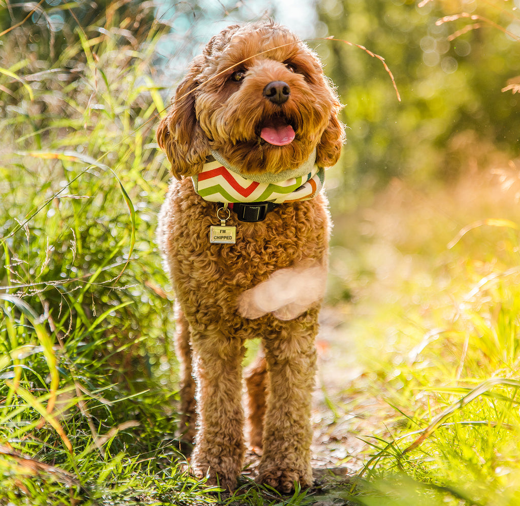 Cavapoo in dog scarf from Eco Pup. Photo by Aspired