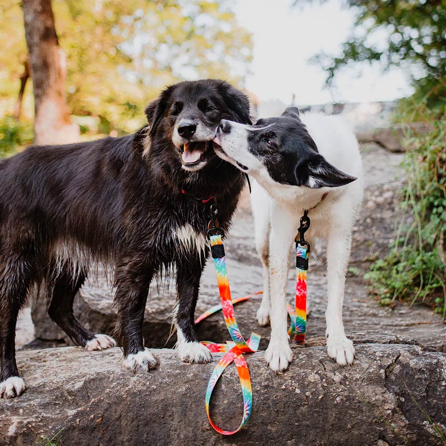 Types of dog leads