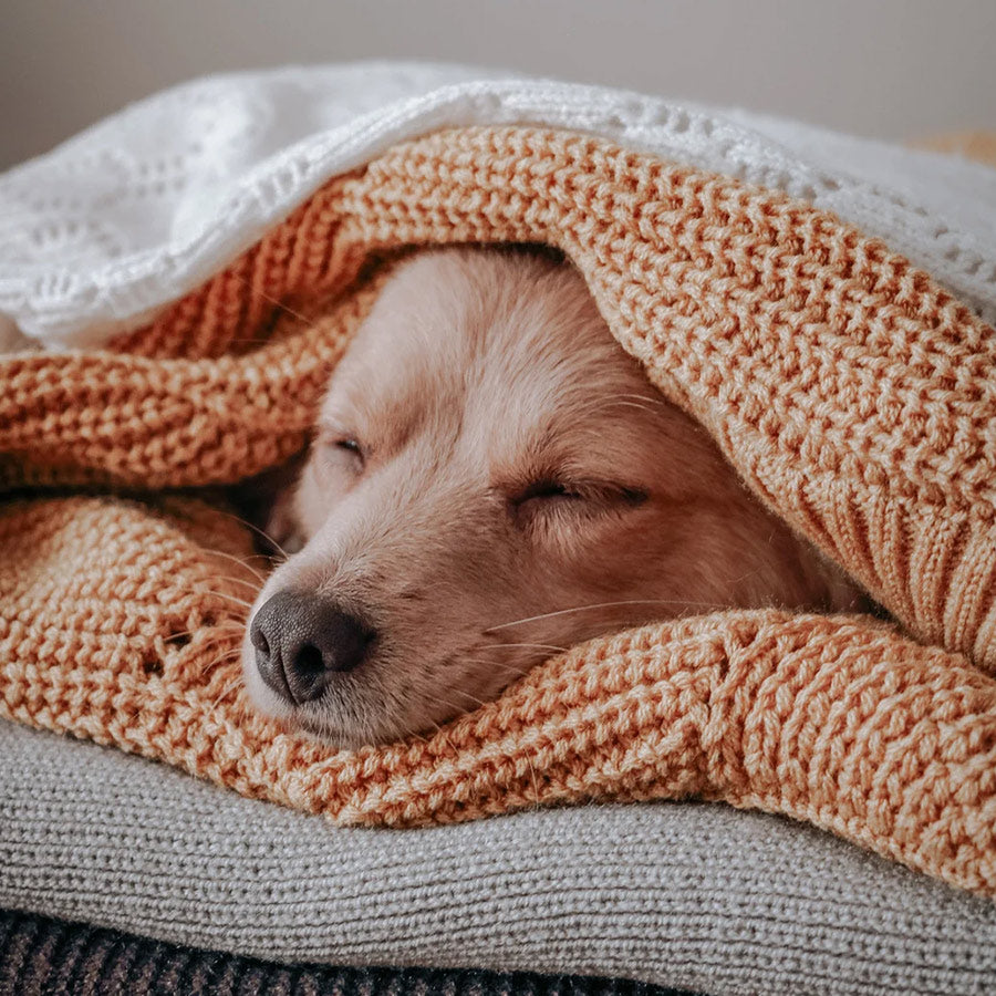 How to help dogs stay warm during winter
