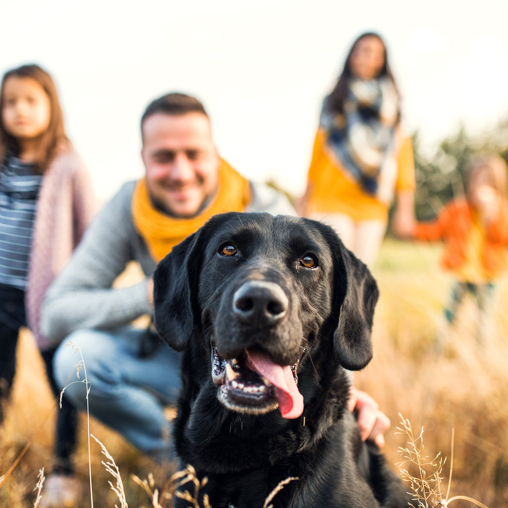 dog with family in a field