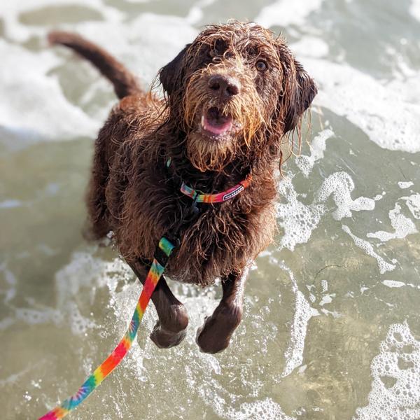 Stylish Dog Collars for Sale in the UK this Summer