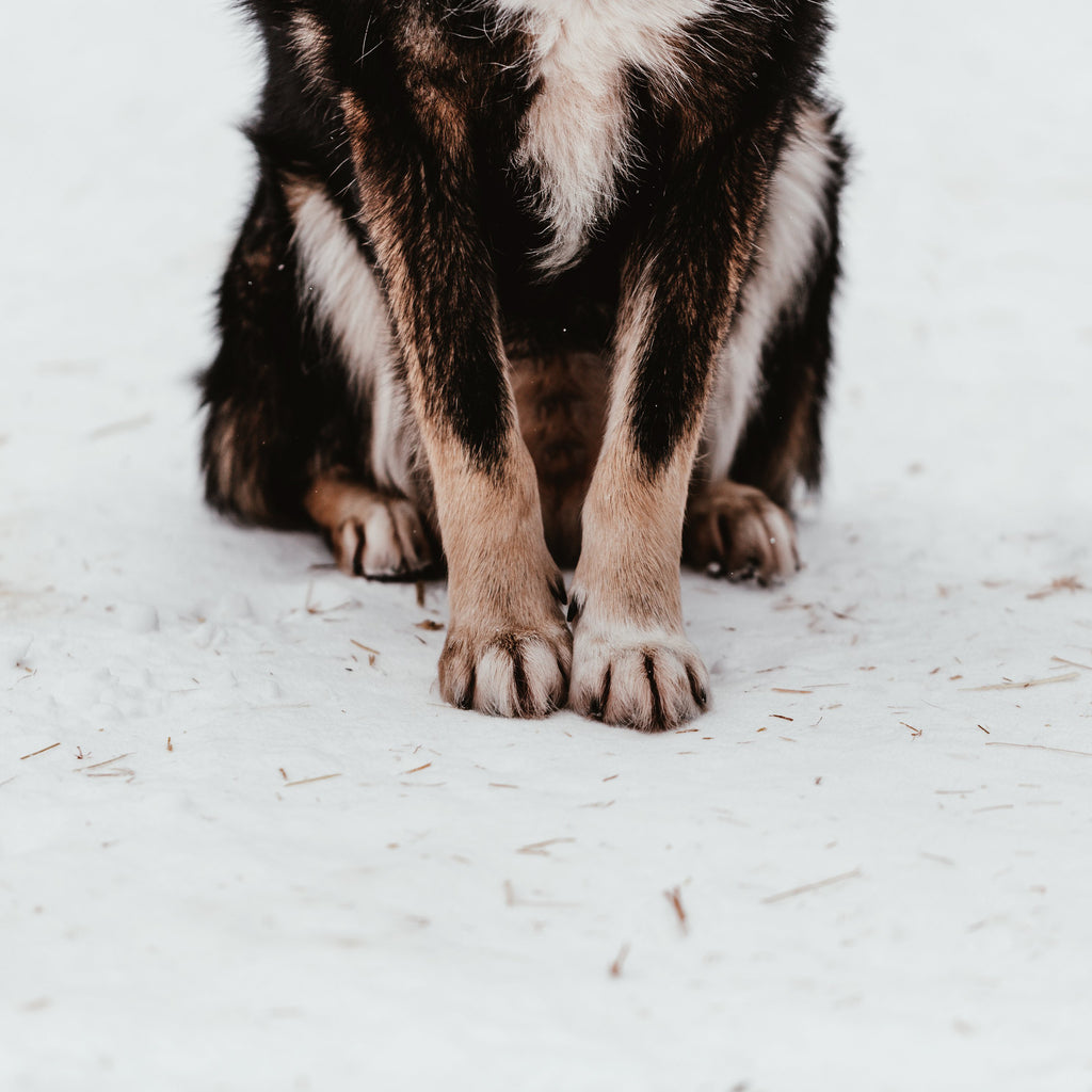 dog in snow 
