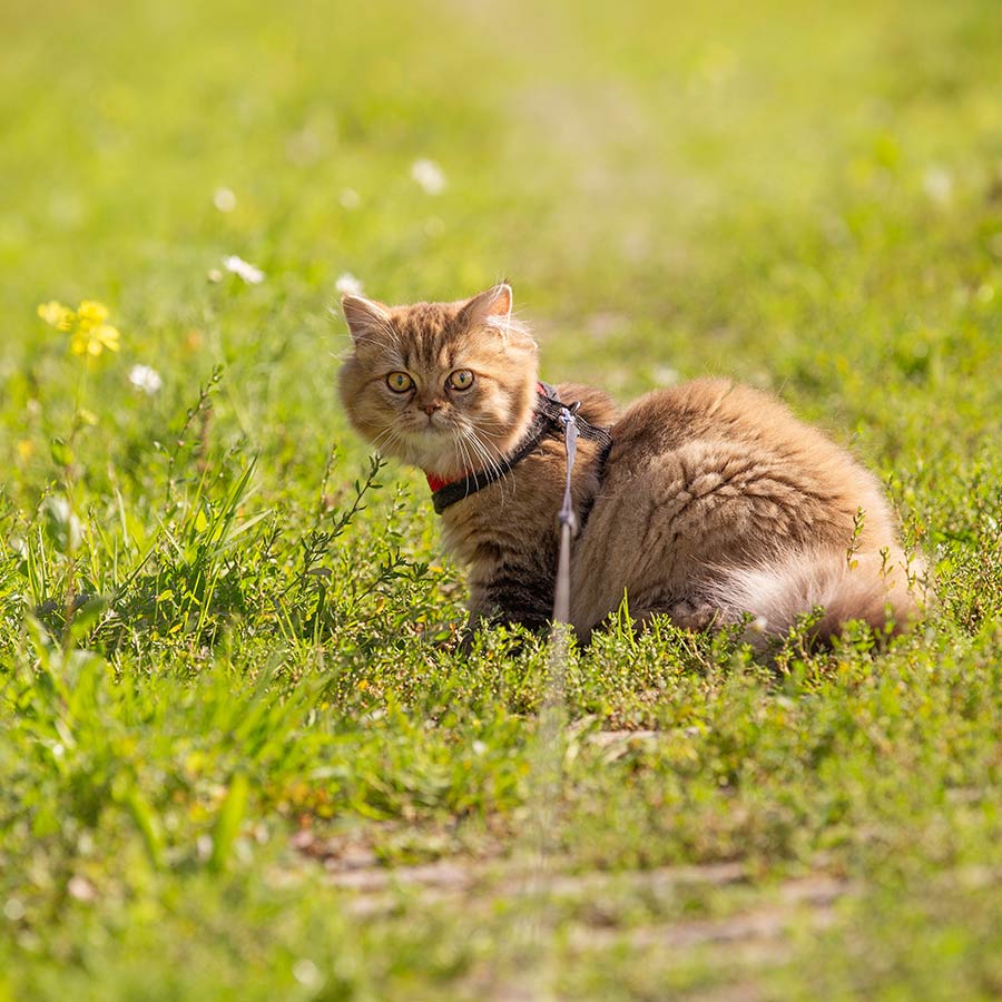 Can cats walk on a lead?