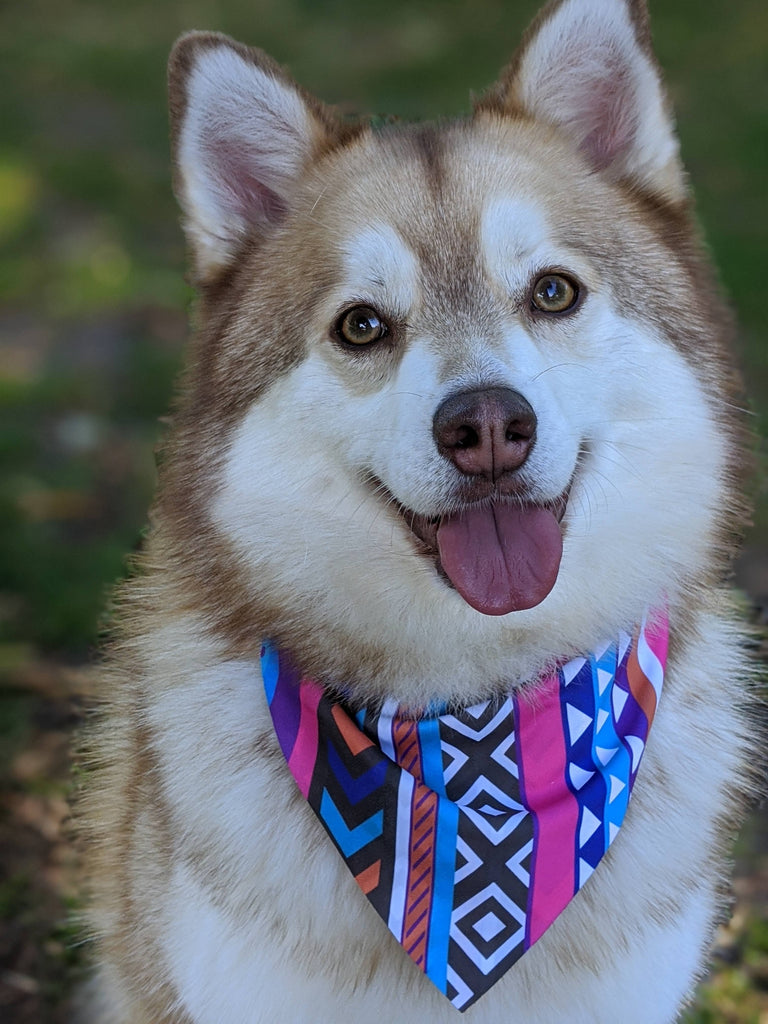  pomsky in dog cooling bandana uk