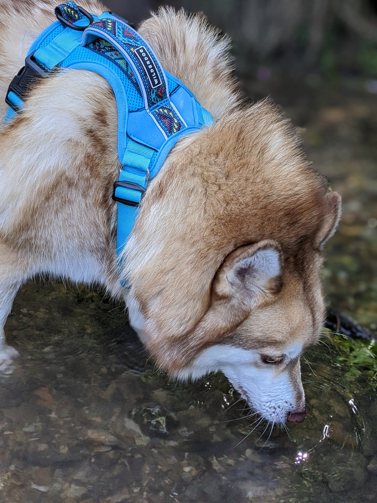 Wilderdog UK, Pomsky drinking water