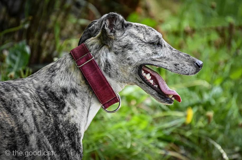 dog wearing red cork collar.