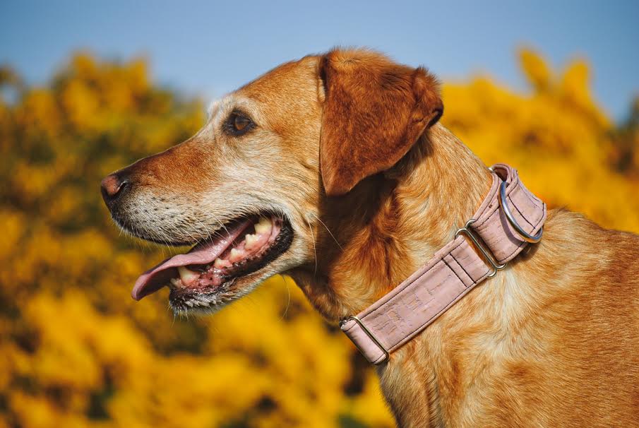 Blossom Pink Dog Collar 1 Wide