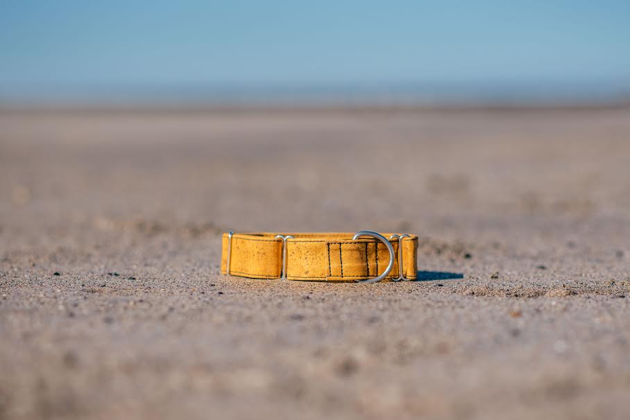cork collar on beach photo