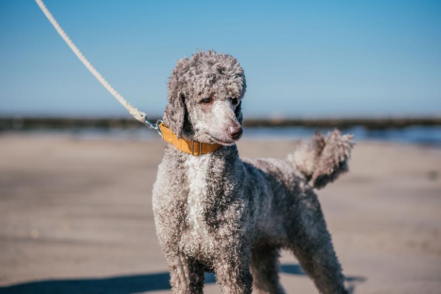 poodle dog wearing cork collar on beach