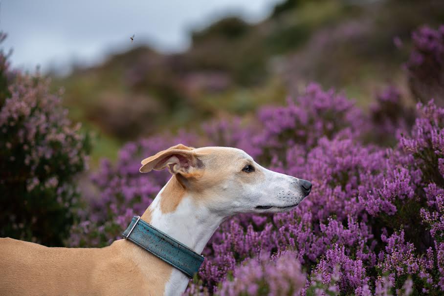 whippet in wild piccolo cork dog collar