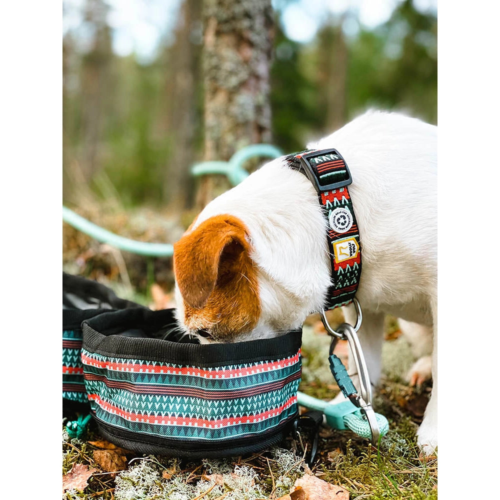 jack russell drinking