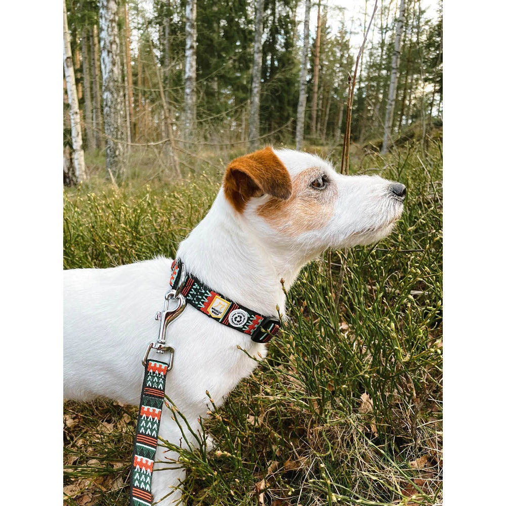 jack russell in woodland