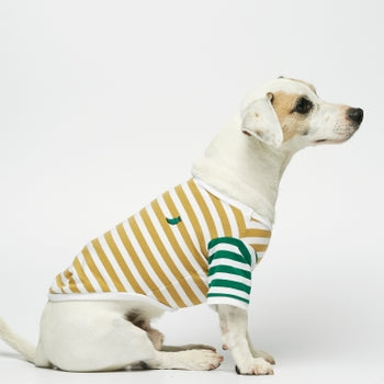 dog in jumper