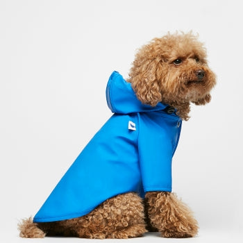 dog wearing blue raincoat