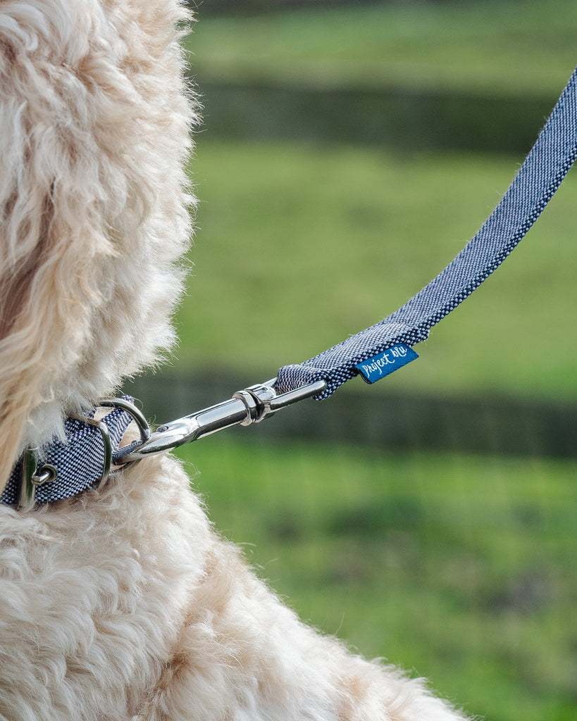 Project Blu, Eco Dog Collar, Bengal Blue.