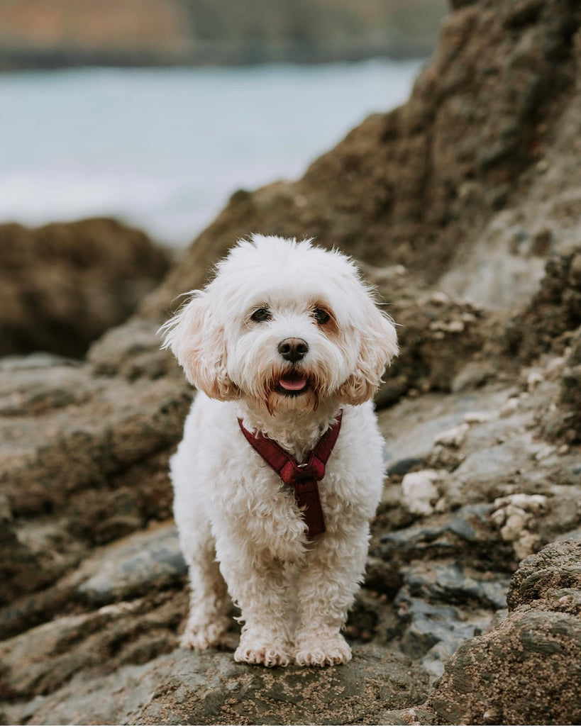 cork dog harness