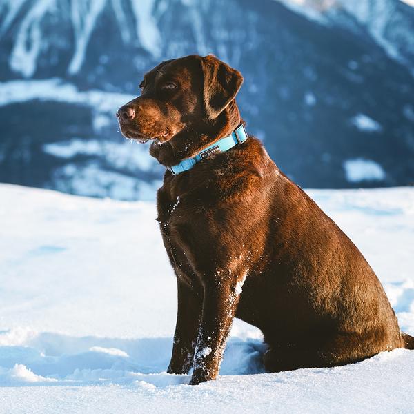 Waterproof dog collar, blue, wilderdog