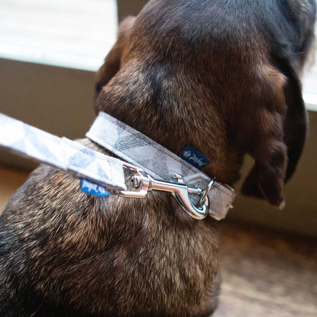 Project Blu, Eco Dog Collar, Goa.