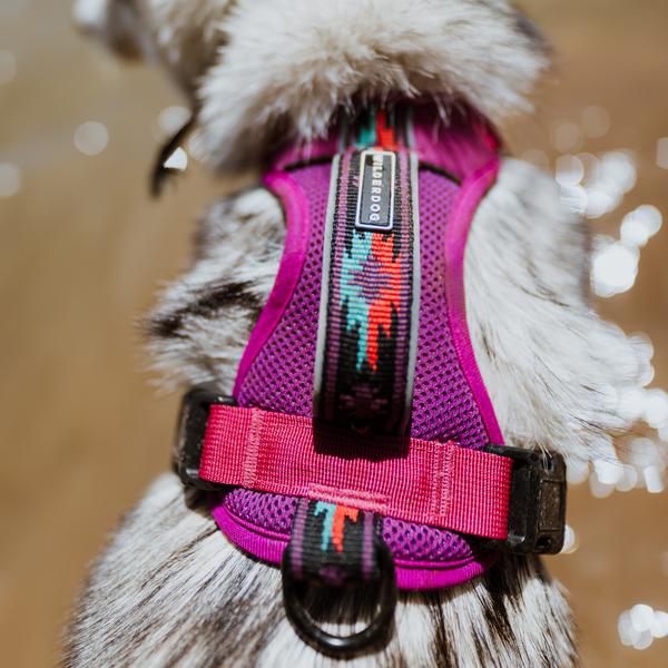 dog wearing berry dog harness, berry, wilderdog