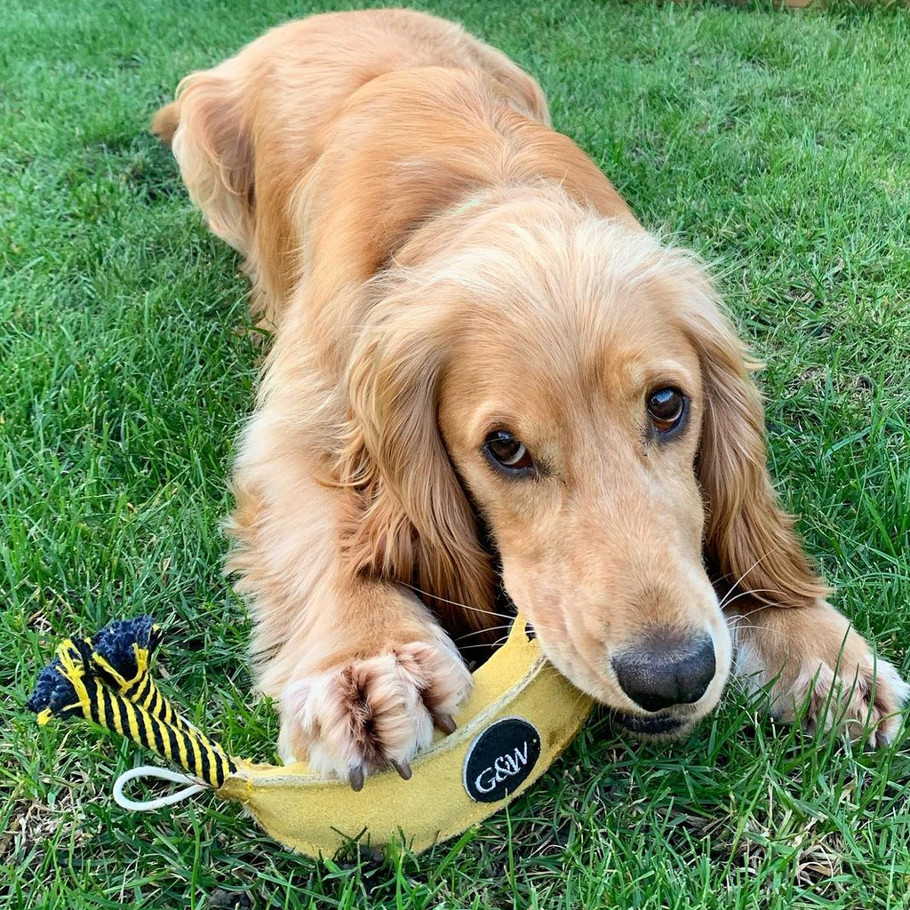 Shep the Golden Sprocker with banana toy