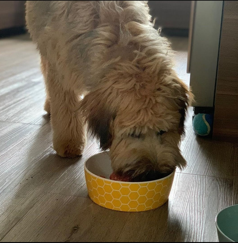 Fudge the wheaten terrier with dog bowl
