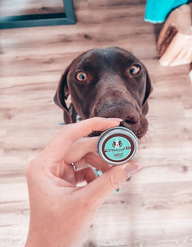 Quinn the German Shorthaired Pointer with snout soother
