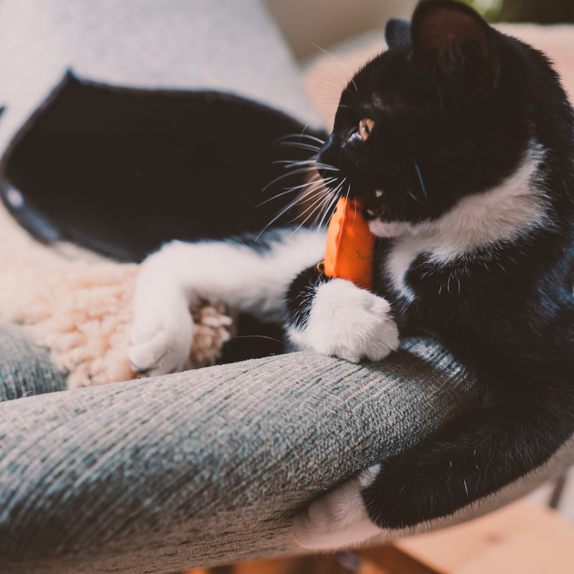Beco cat toys online