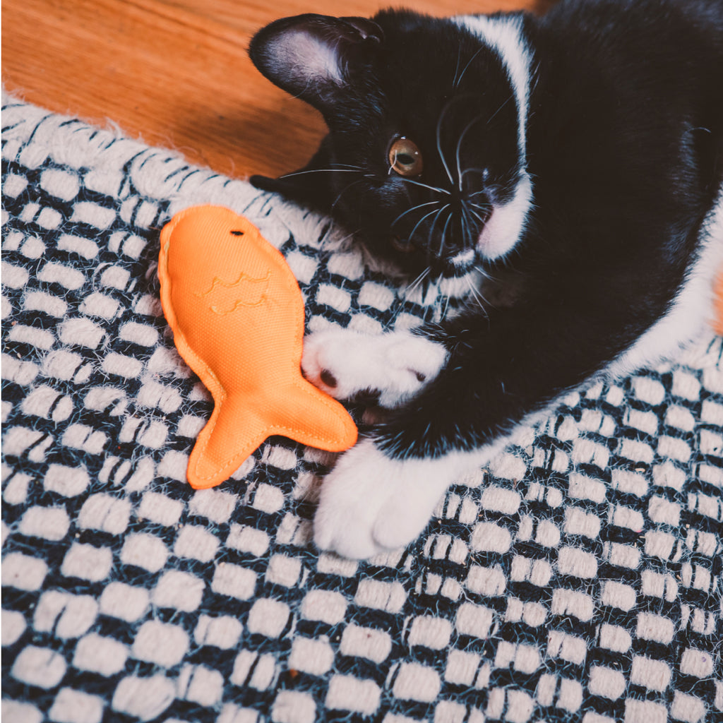 cat with fish toy