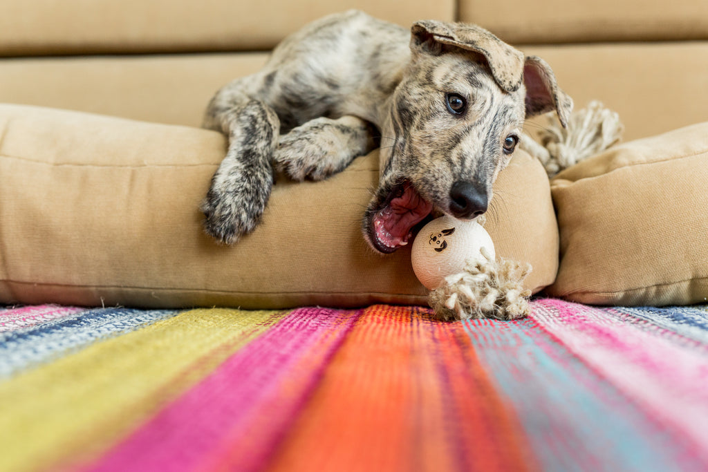 Smug Mutts, Eco Dog Toy. Hemp rope. Knot Put