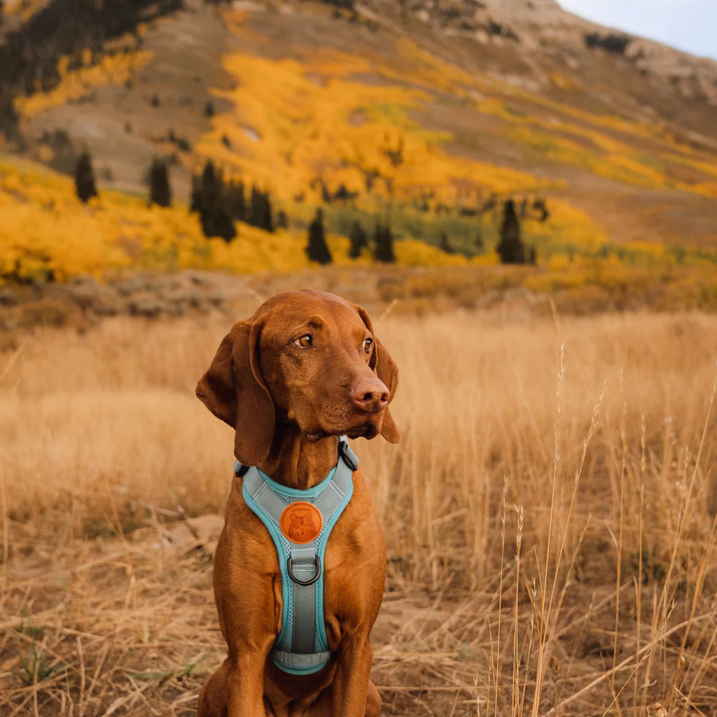 dog in the mountains