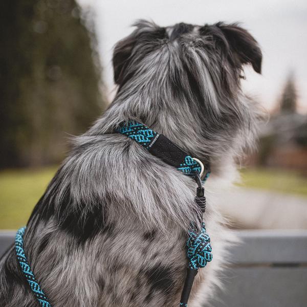 durable teton dog lead and collar, wilderdog