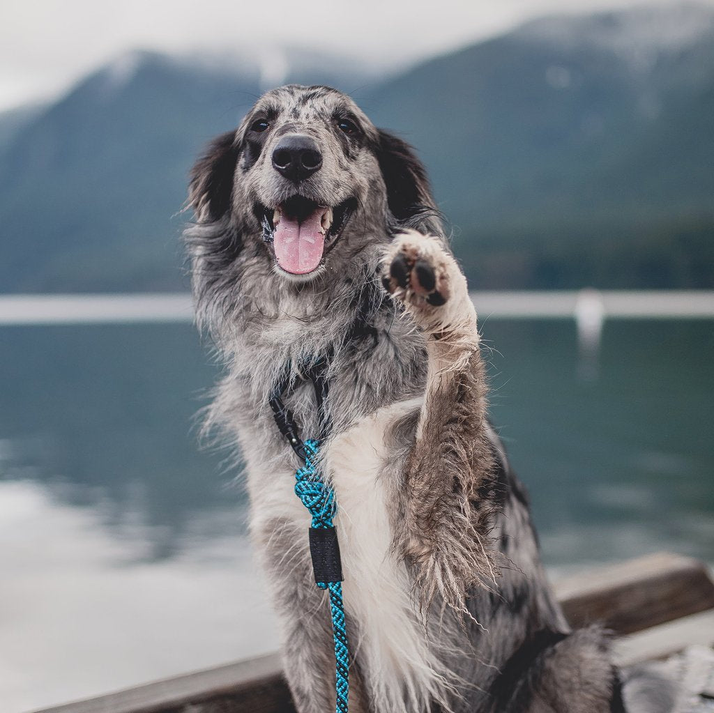 Wilderdog leash sale
