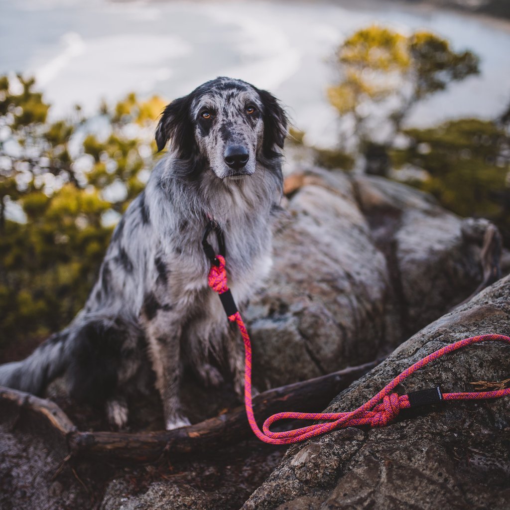 Rock climbing dog leash on sale