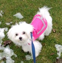 Eco-Pup Raincoat in pink on white dog