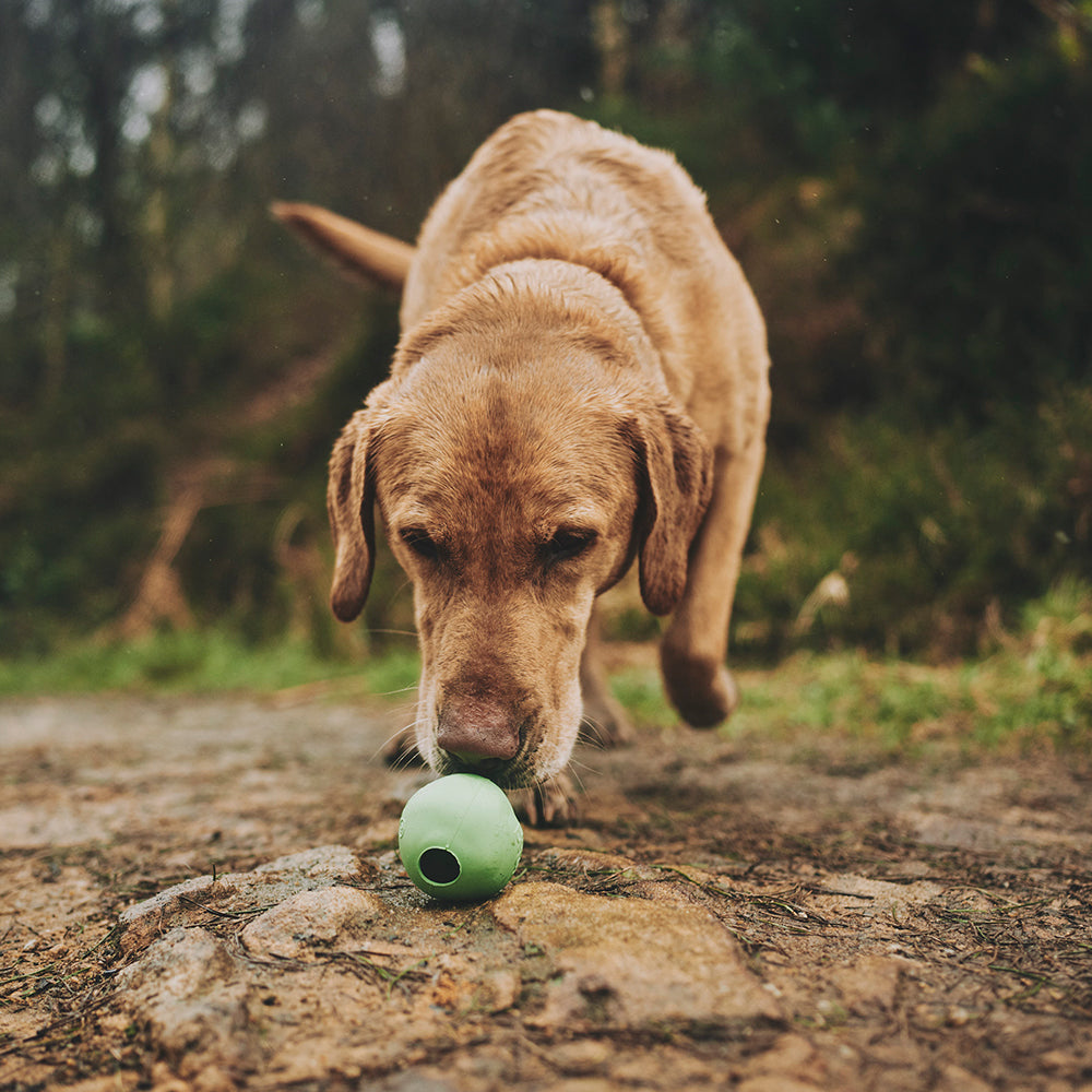 labrador with  eco dog toys uk