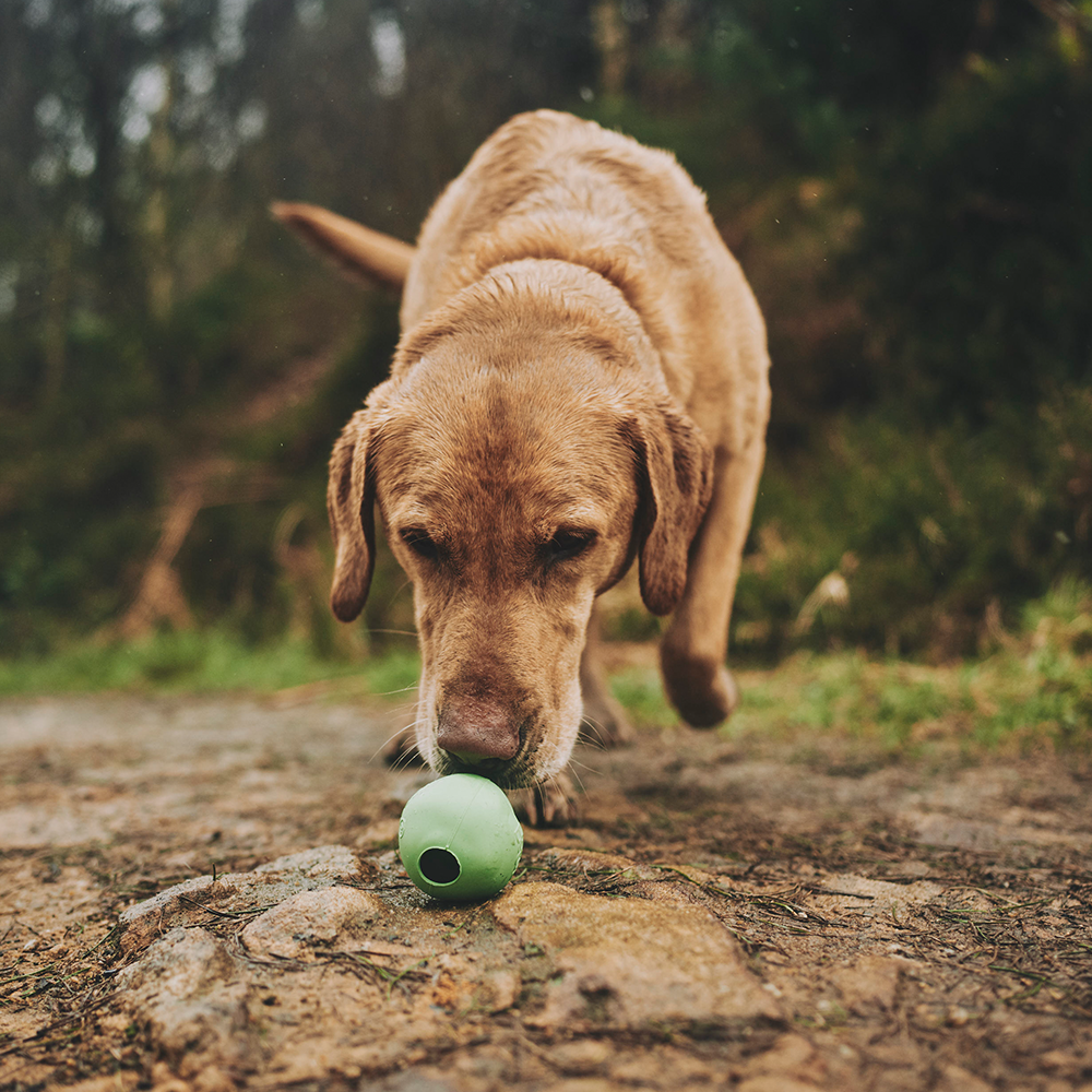 labrador with Beco Natural Rubber Ball