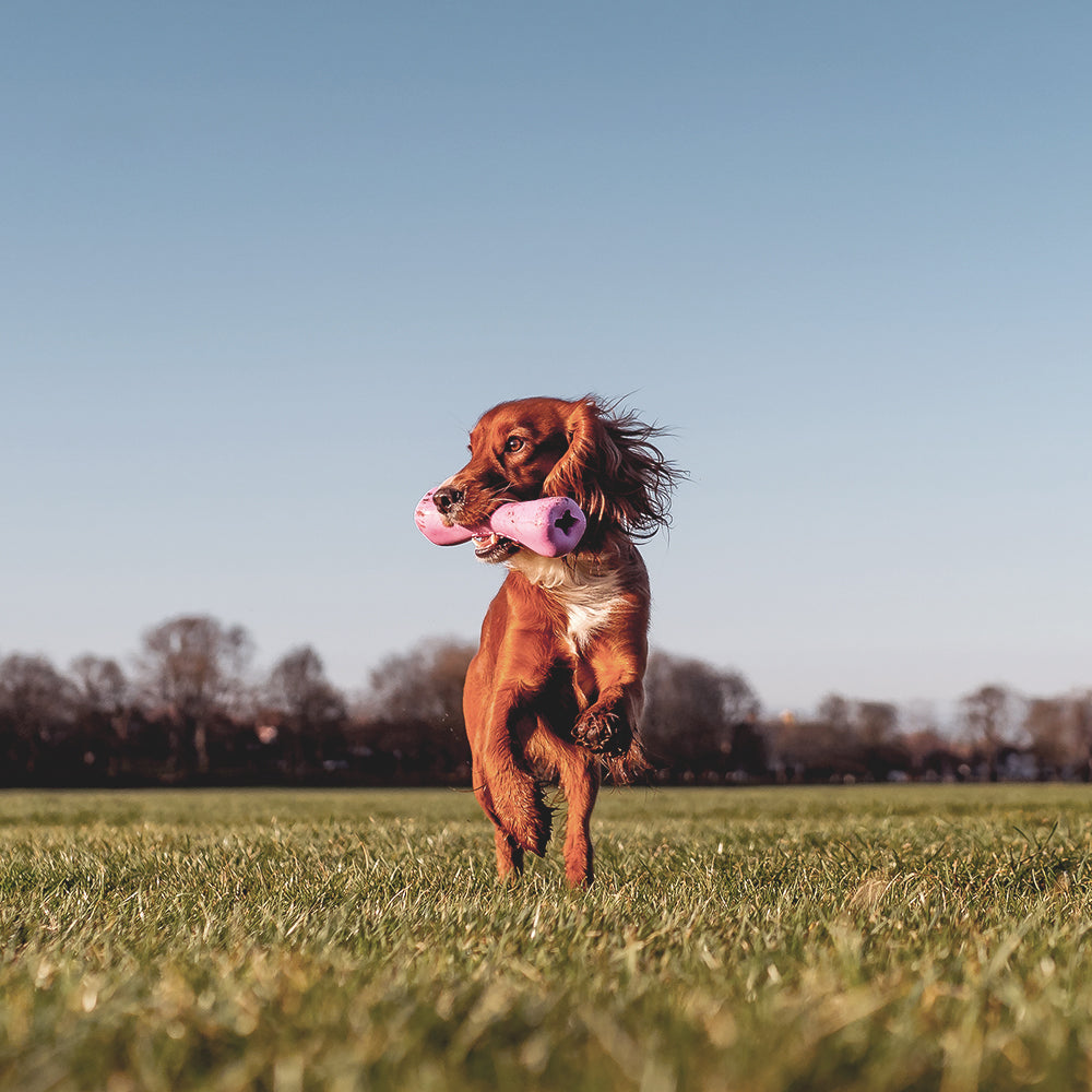 springer spaniel with  eco dog toy Beco Natural Rubber Bone