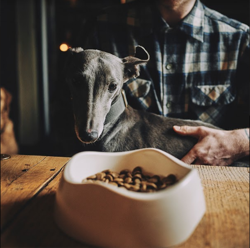 ecofriendly pet bowl, beco