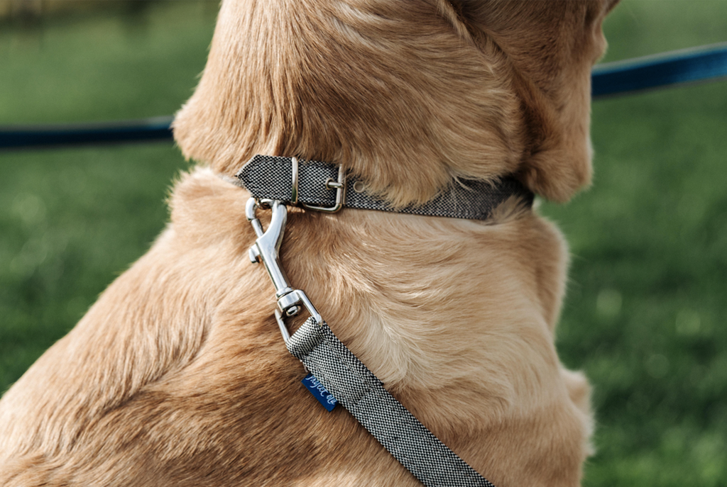 Project Blu, Eco Dog Collar, Adriatic Grey. Lifestyle image wth dog model