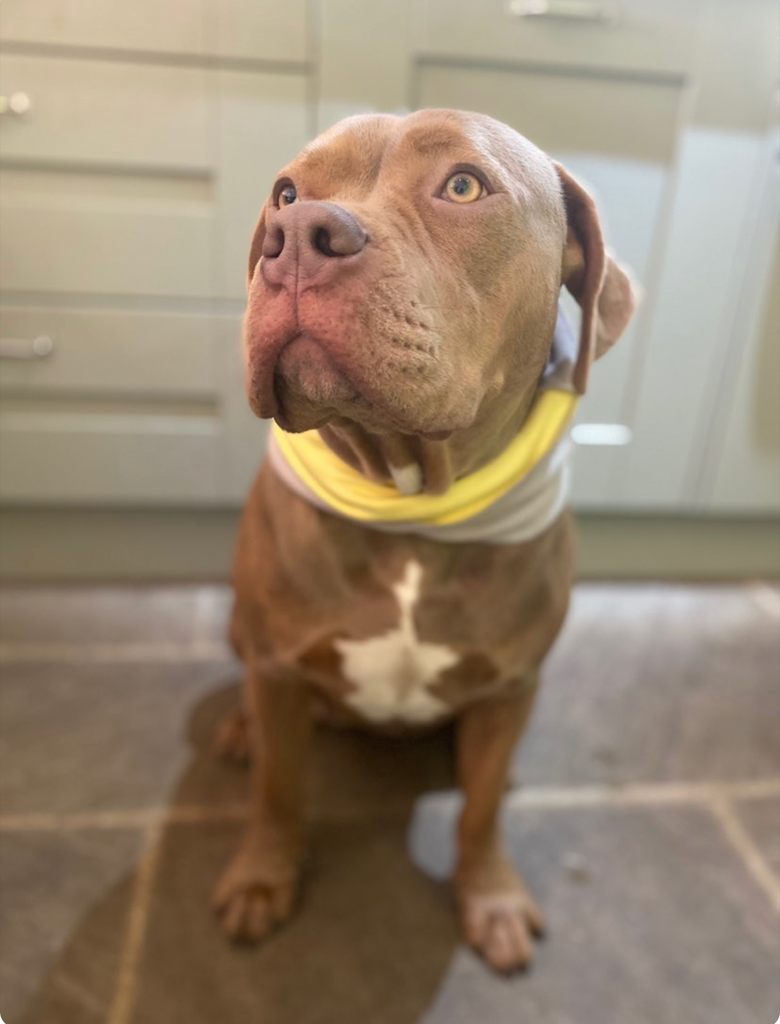 Bully dog in lemon dog scarf @lexie.and.russian.xl.bully 