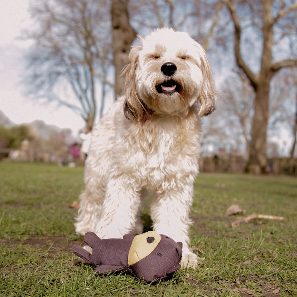  eco dog toys uk