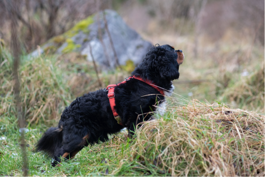 dog in cork harness as demonstration to harness fit